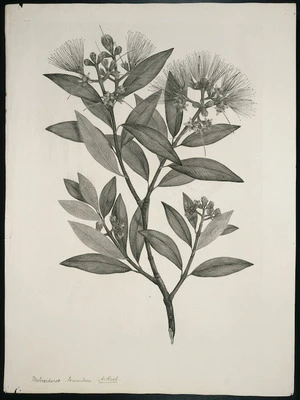 Parkinson, Sydney, 1745-1771: Metrosideros tomentosa. A. Rich. [Metrosideros excelsa (Myrtaceae) - Plate 445]