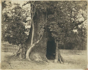 Garden shed in base of tree, England