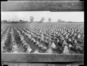 Tobacco drying in a field of business Reece Brothers', Christchurch