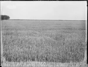 Wheatfields, probably in Christchurch