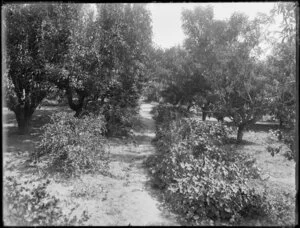 Garland farm orchard, Rangiora, Canterbury