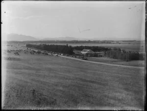 Unidentified rural location, Christchurch, [livestock sales yards?]