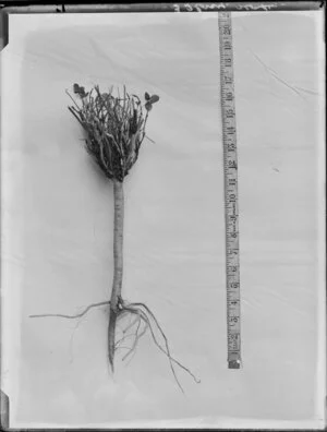 Lucerne plant, laid out to show root development