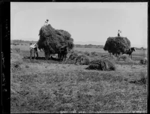 Haymaking with horse-drawn carts