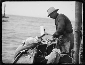 Jack Tait pulling a fish on board the San Marco, Island Bay, Wellington