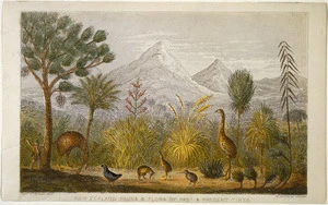 Taylor, Richard 1805-1873 :New Zealand fauna & flora of past & present times. Rev R. Taylor del W. Dickes, sc. London, [Macintosh 1870]