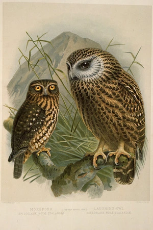 Keulemans, John Gerrard 1842-1912 :Morepork, Spiloglaux novae-zealandiae; Laughing owl, Sceloglaux novae-zelandiae. (One-half natural size). / J. G. Keulemans delt. & lith. [Plate XX. 1888].