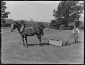 Groundsman operating a horse-drawn lawnmower, Christchurch