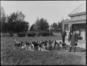 A pack of hounds