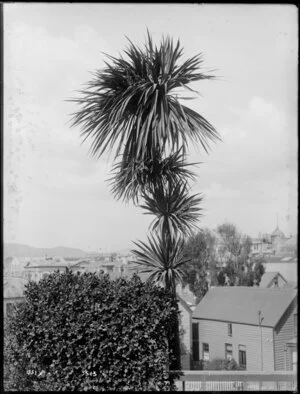 Scene with cabbage tree [Christchurch?]