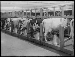 Cows being milked by electric machines [christchurch?]