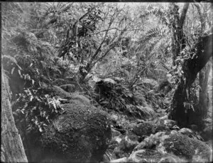 Bush scene with shrubs and ferns, location unidentified