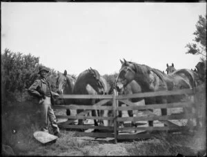 Man and horses standing at a farm gate, location unidentified