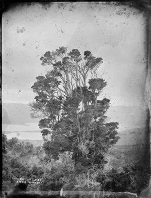 Pine tree, Summit Road Saddle, Pigeon Bay, Banks Peninsula District