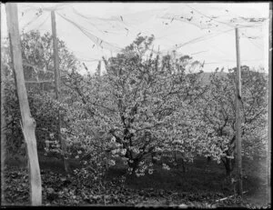 Cherry orchard in blossom under netting