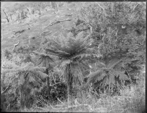 Ponga (tree ferns), Akaroa