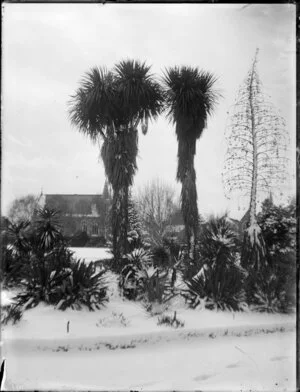 Cabbage trees under snow, location unidentified