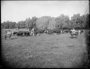Men and children rounding up cattle, Hawkes Bay
