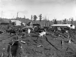 A Taranaki dairy farm