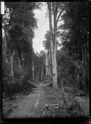 Logging railway track through bush at Pukepuke in Oroua County