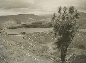 View of Lake Tutira with cabbage tree in foreground, Hawke's Bay - Photograph taken by John Dobree Pascoe