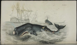 Stewart, J, fl 1837 :The Spermaceti whale. Stewart delt. Lizars, sc. Edinburgh, Lizars, 1837