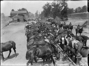 Horses drinking water at Louvencourt, France, during World War I