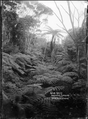 View of Kauri Gully, Northcote, Auckland