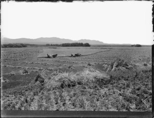 Harvesting in a wheat field - Photograph taken by Arthur John McCusker