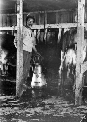 Fred Nicholas in a cow shed at Duthie Road, using a milking machine