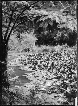 Lily pond at Pukekura Park, New Plymouth