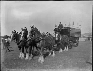 Shire horses in six horse team, agricultural display, [Christchurch?]