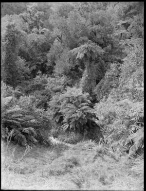 Bush scene, location unidentified