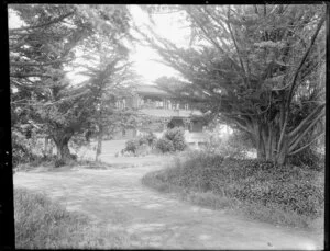 House and garden with macrocarpa trees