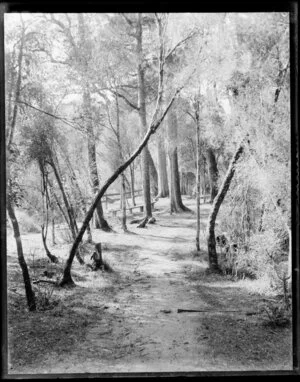 Bush scene; a track leading through tall trees