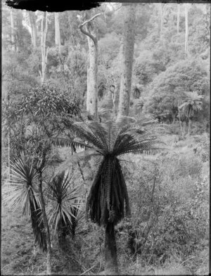 Bush scene featuring tree fern, cordylines