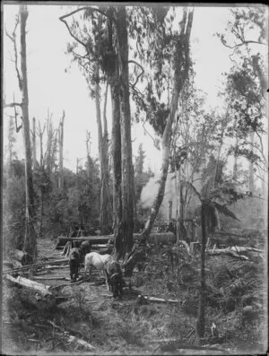 Scene in the bush, with horses and a steam log hauler, location unidentified