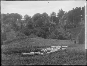 Flock of sheep in bushy paddock