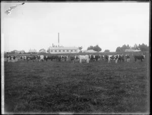 Bull cattle, [Invercargill?]