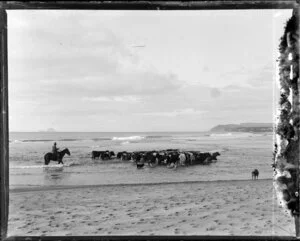 Cattle being herded through the sea on a beach, Otamarakau, Bay of Plenty
