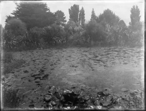 An ornamentral lily pond with water lilies and floating pondweed (Azolla)