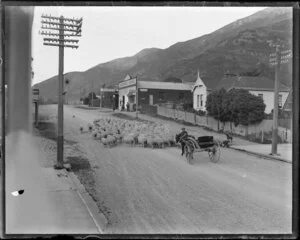 A flock of sheep being herded up the main road, Havelock, Marlborough