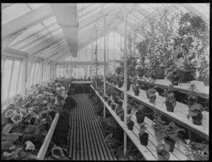 Interior of a greenhouse, probably in Christchurch Botanical gardens, with a display of Gloxinias, Begonias, sweet peppers etc.
