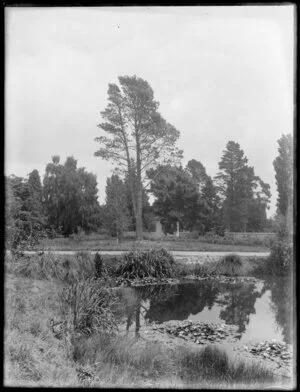 Water lily pond, in a botanical garden, probably Hagley Park, Christchurch