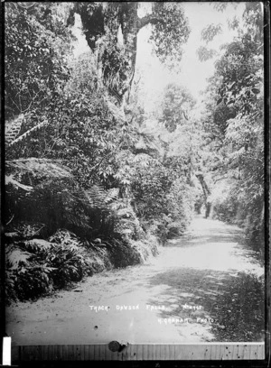 Track on Mt Egmont, in the Dawson Falls area - Photograph taken by Harry Graham