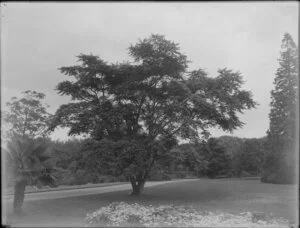Botanical garden, probably Hagley Park, Christchurch, with a specimen ash tree (Fraxinus)