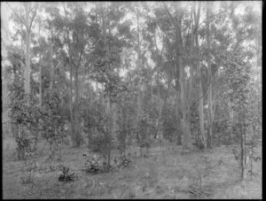 Trees in a 'gum tree' (eucalypt) plantation