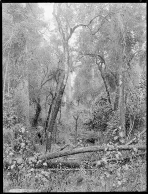 Bush scene, unknown location