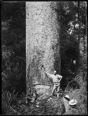 Kauri tree with axe cuts, and men alongside