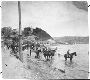 Creator unknown : Photograph of special constables watering their horses at Oriental Bay, Wellington